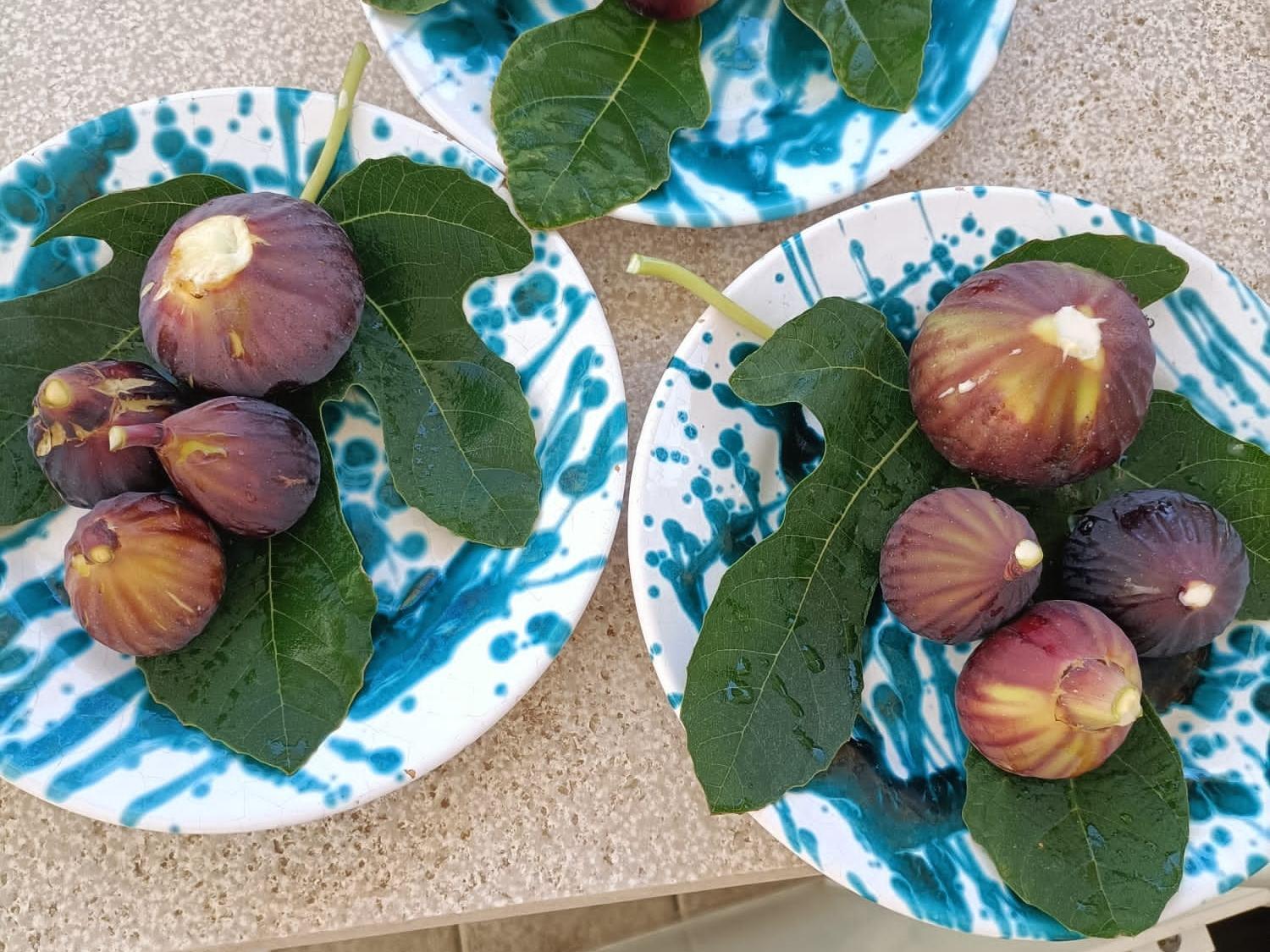 Masseria Ella 풀사노 외부 사진